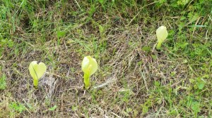 20180417 04 jack in the pullpit